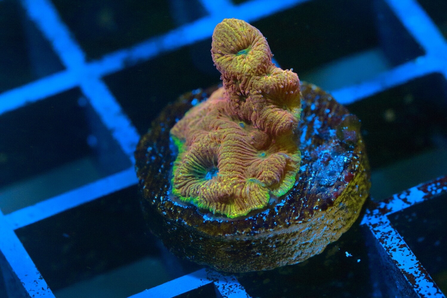 Rainbow Leptoseris
