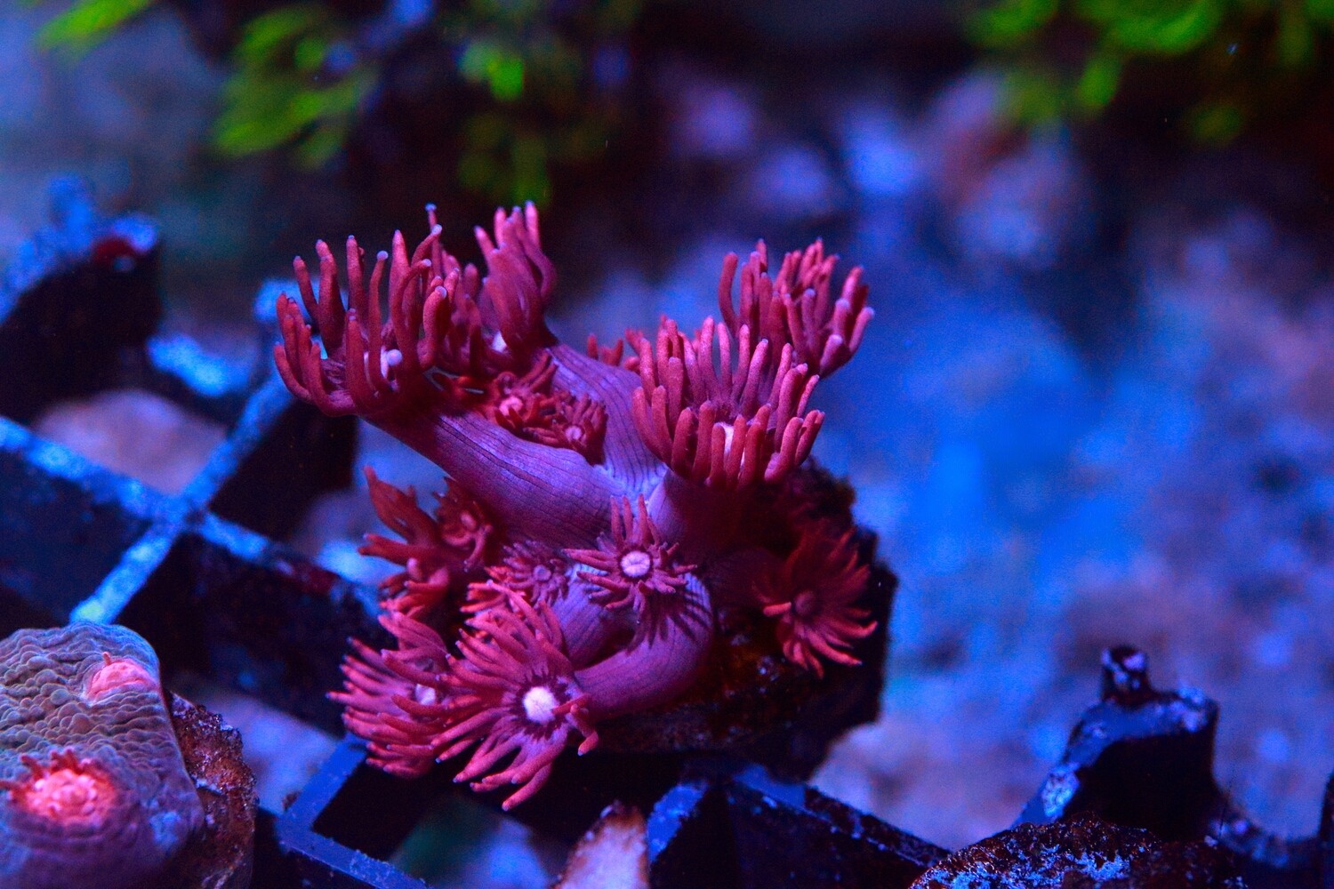 Pink Indo Goniopora