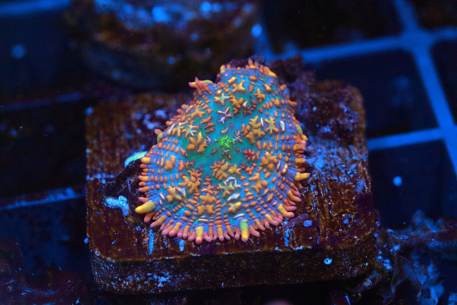 Maui Wowi Mushroom