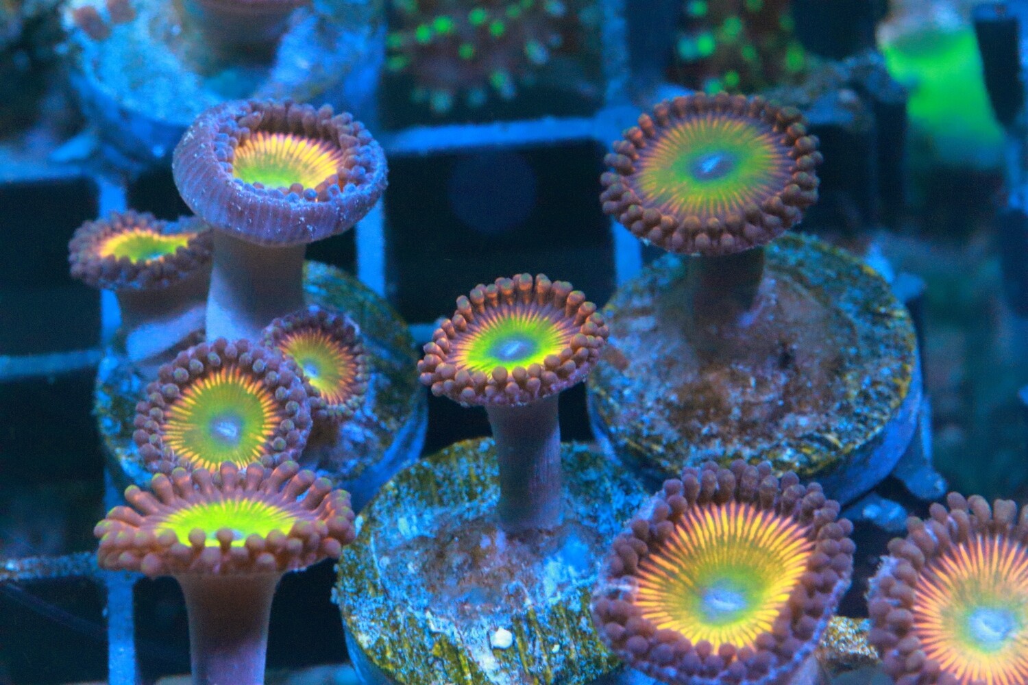Candy apple orange Zoa (Single Head)