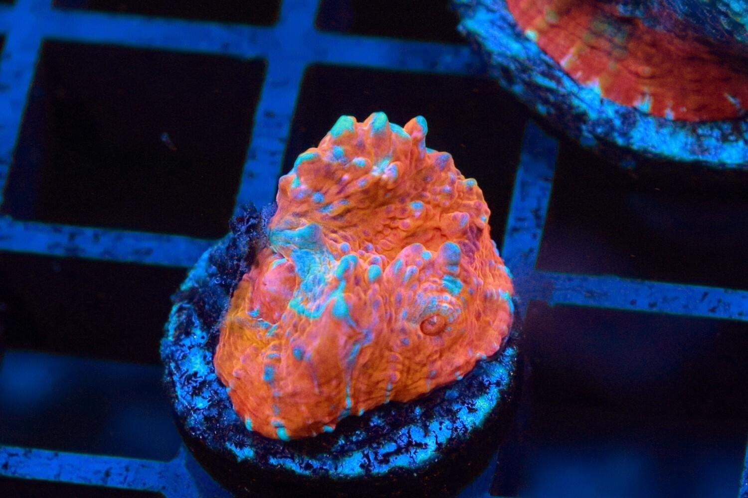 Katr Orenji Chalice