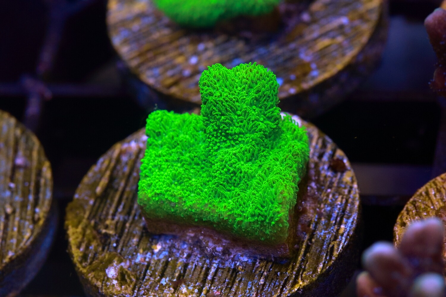 Lime Psammocora
