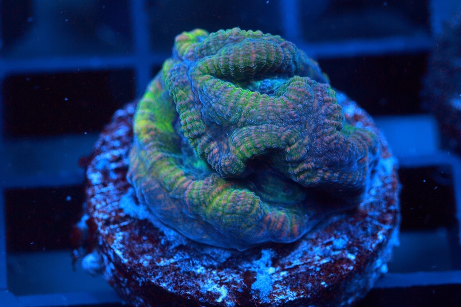 Multicolour Platygyra