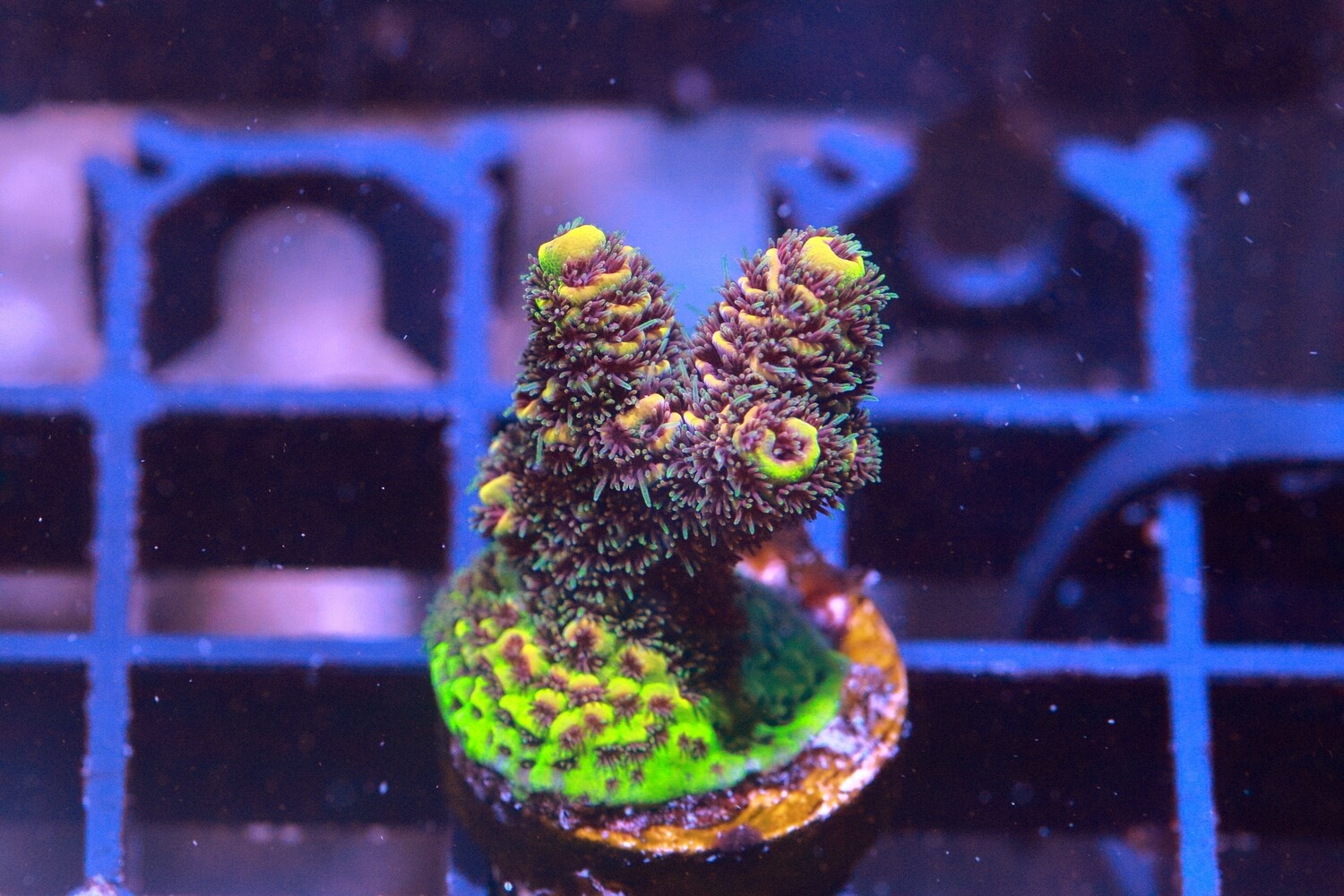 Banana Split Milli (Acropora Millepora) - WYSIWYG
