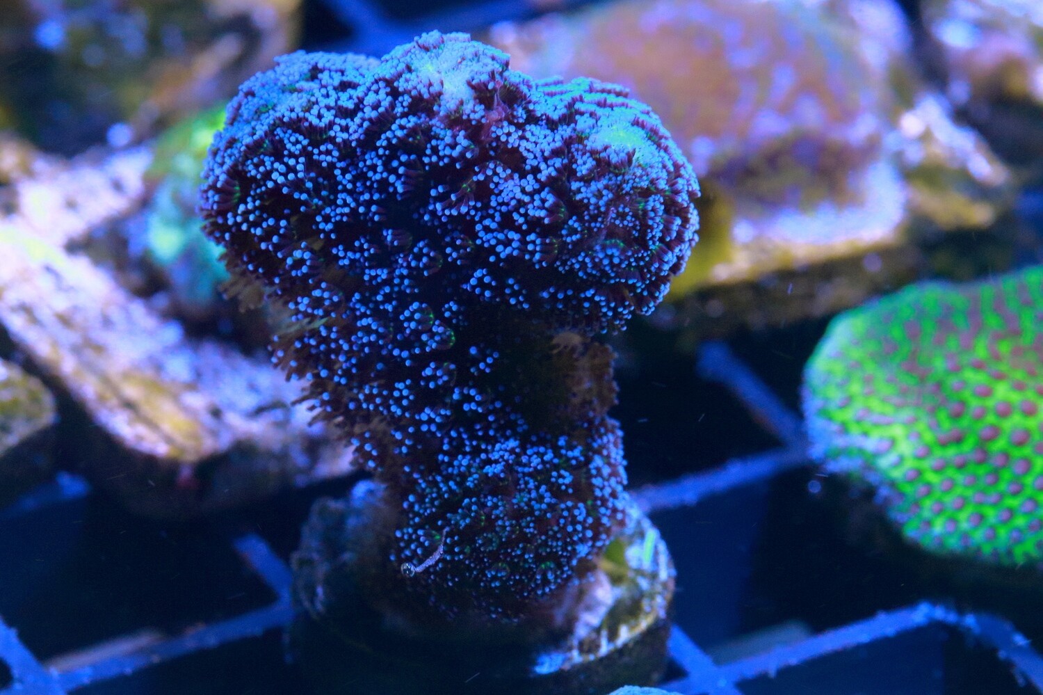 Purple 'Milka' Stylophora