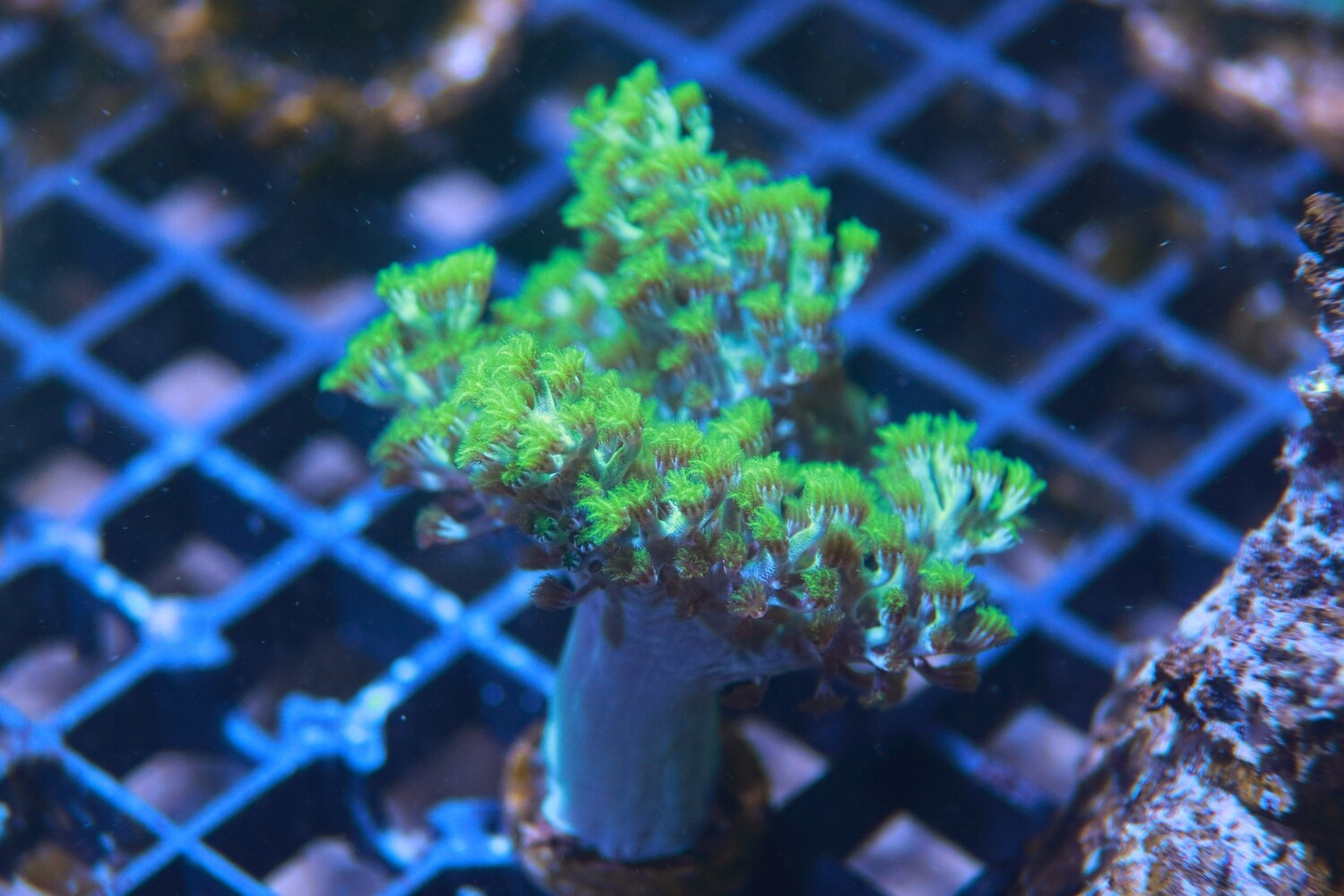 Super green Kenya Tree
