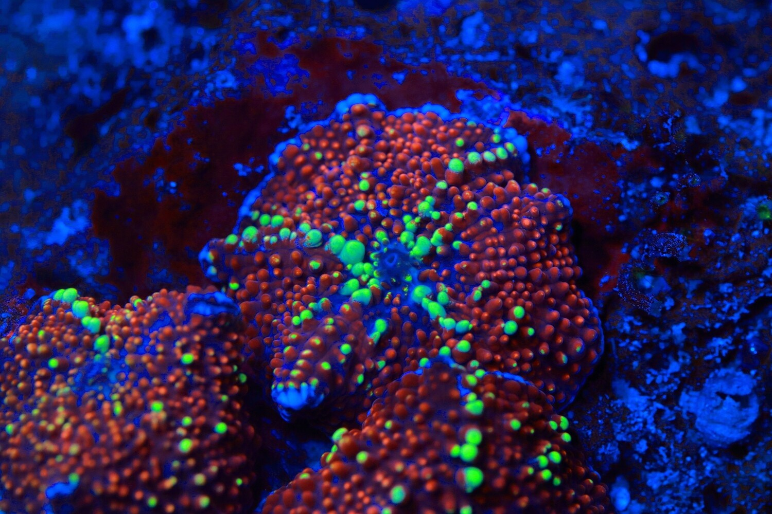 GOAT'ee Discosoma mushroom