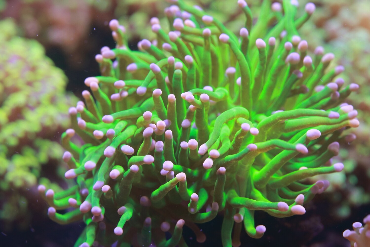 High Grade Torch - Neon Green, Pink Tips. Small