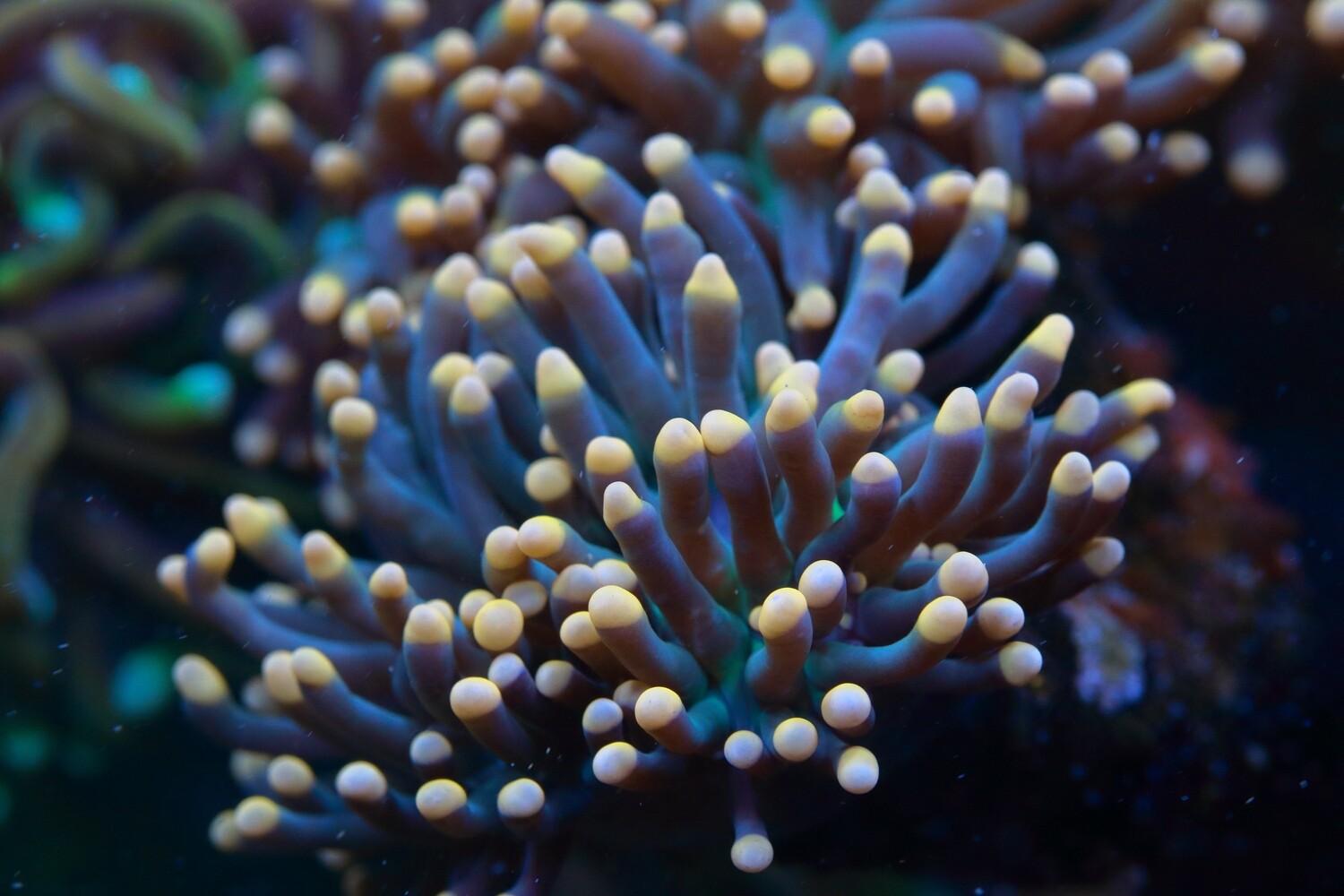 Yellow Tip Torch