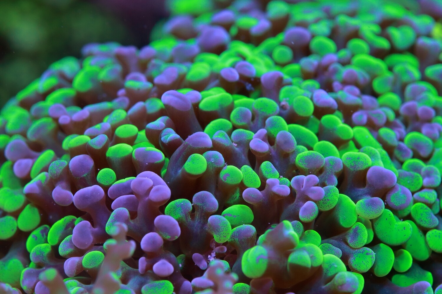 Splatter Hammer (Euphyllia Cristata) Single Head