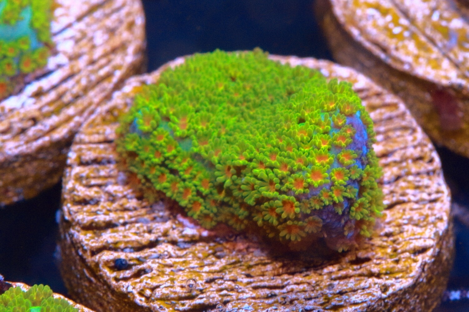 RGB Stylocoeniella