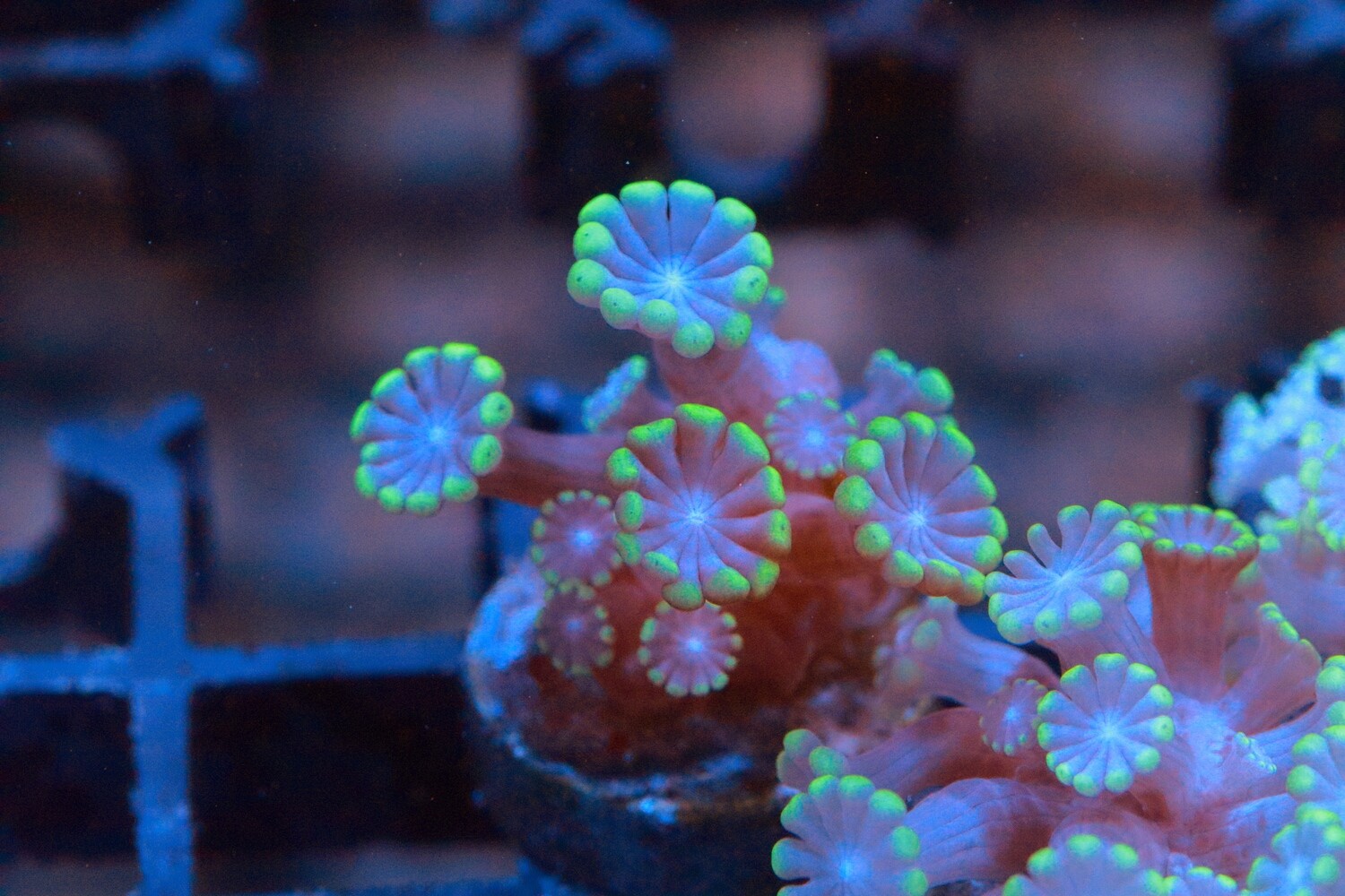 Jewels of the Sea Alveopora