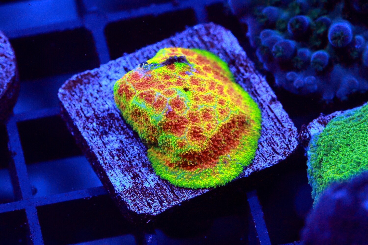 Electric Watermelon Psammocora WYSIWYG