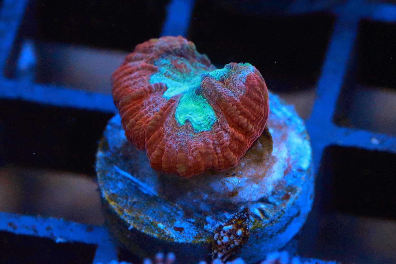 Red and Cyan Favia - Single Polyp