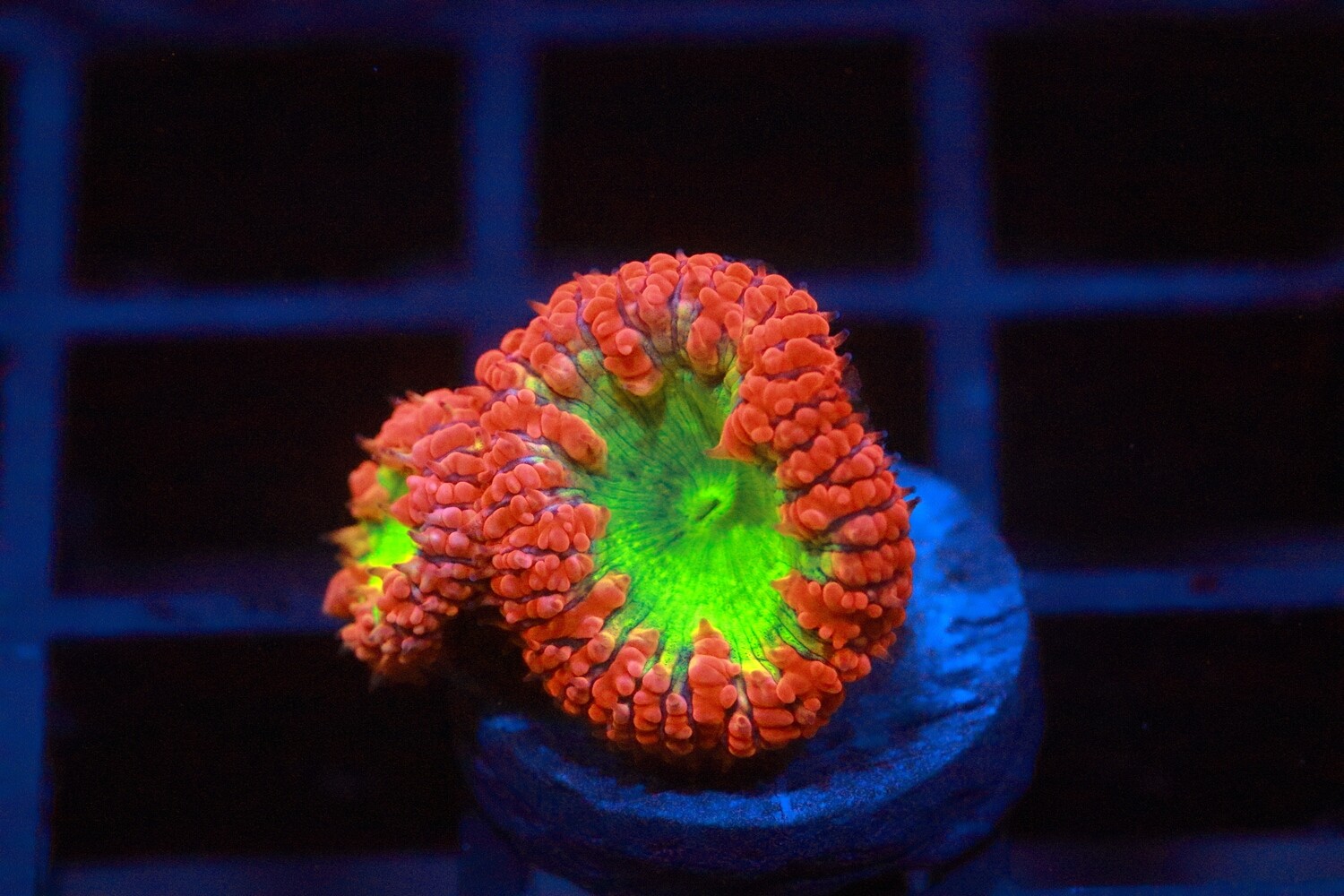 Premium Red and Green Blastomussa Wellsi - 2 Polyps  - WYSIWYG