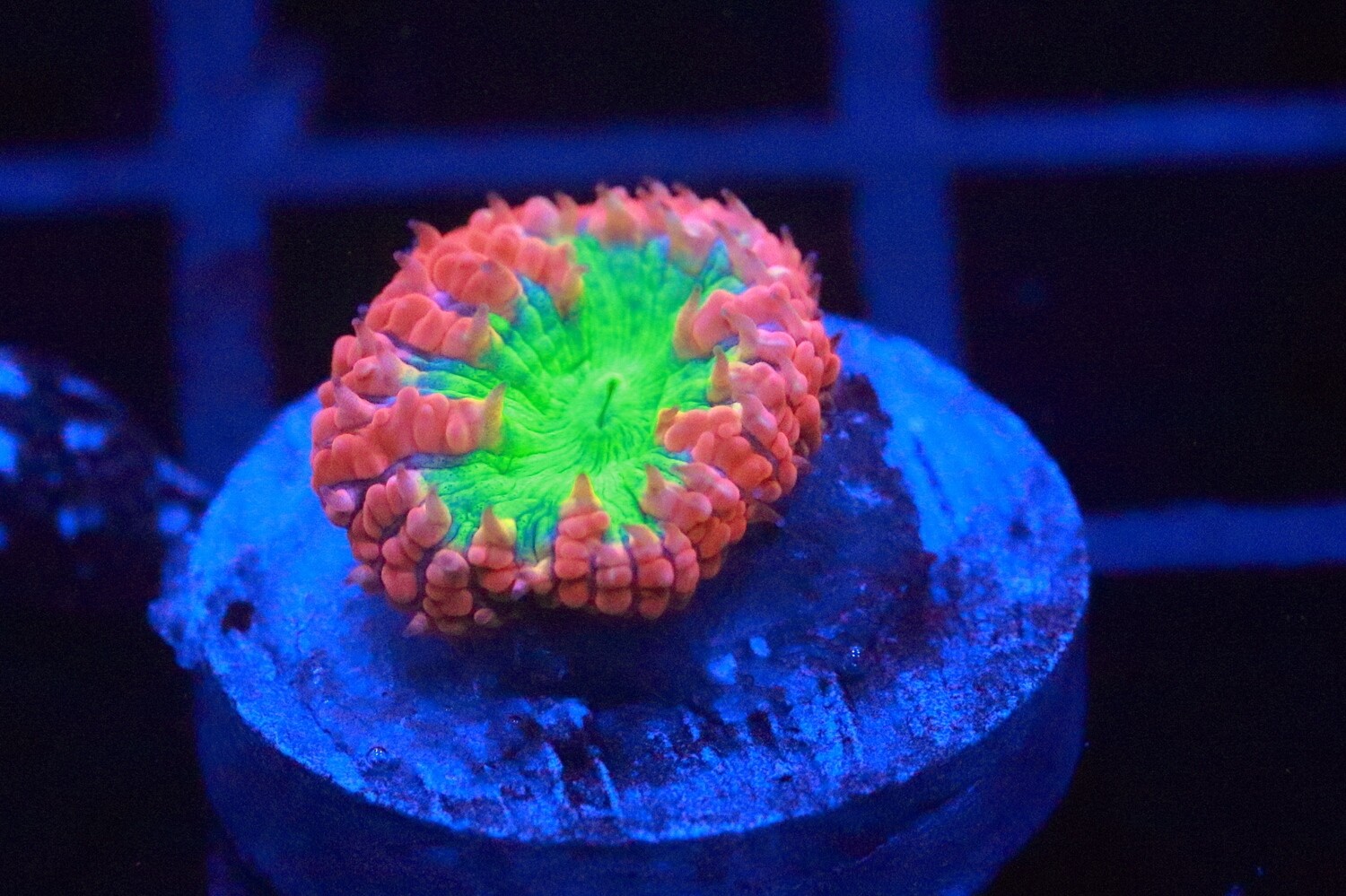 Premium Red and Green Blastomussa Wellsi - Single Polyp  - WYSIWYG