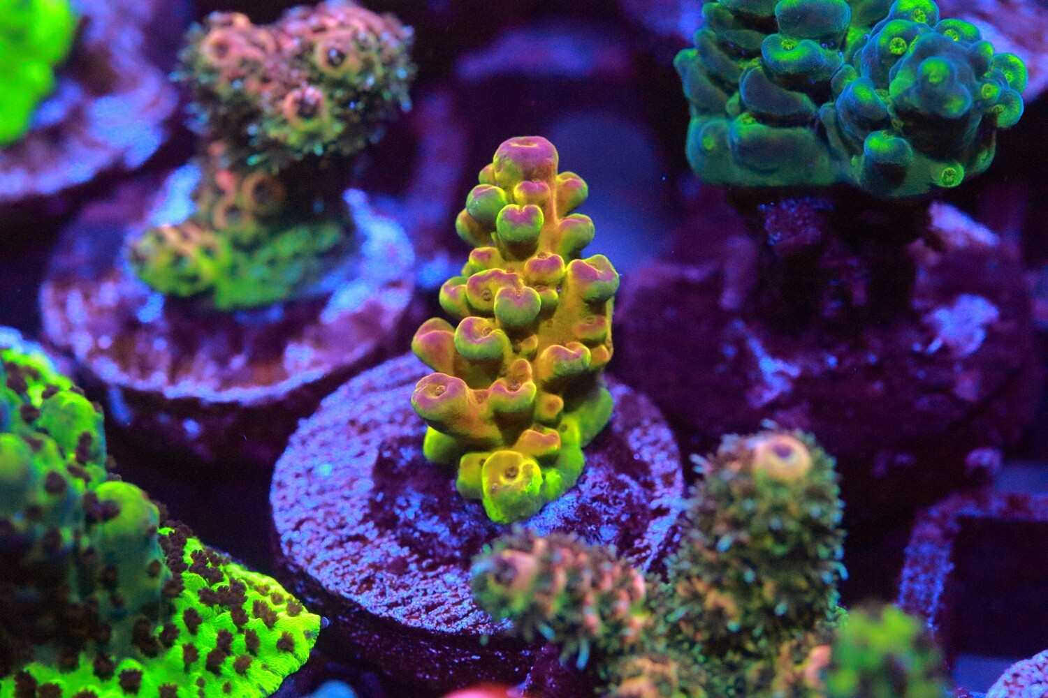 Unicorn Rainbow Food Acropora WYSIWYG