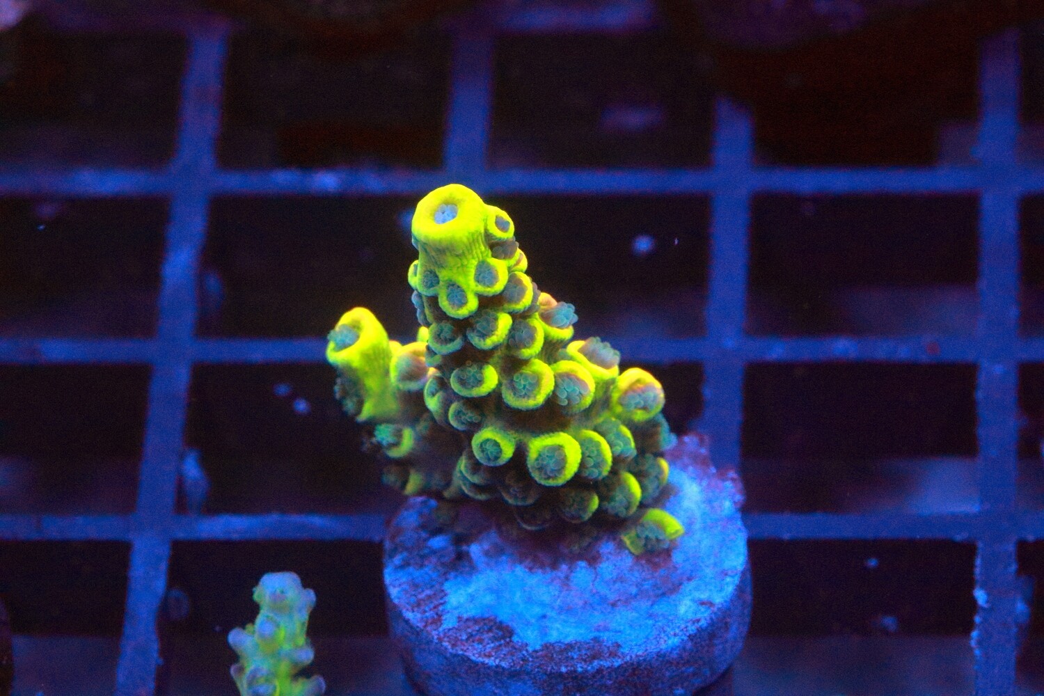 Neon Nigel WYSIWYG