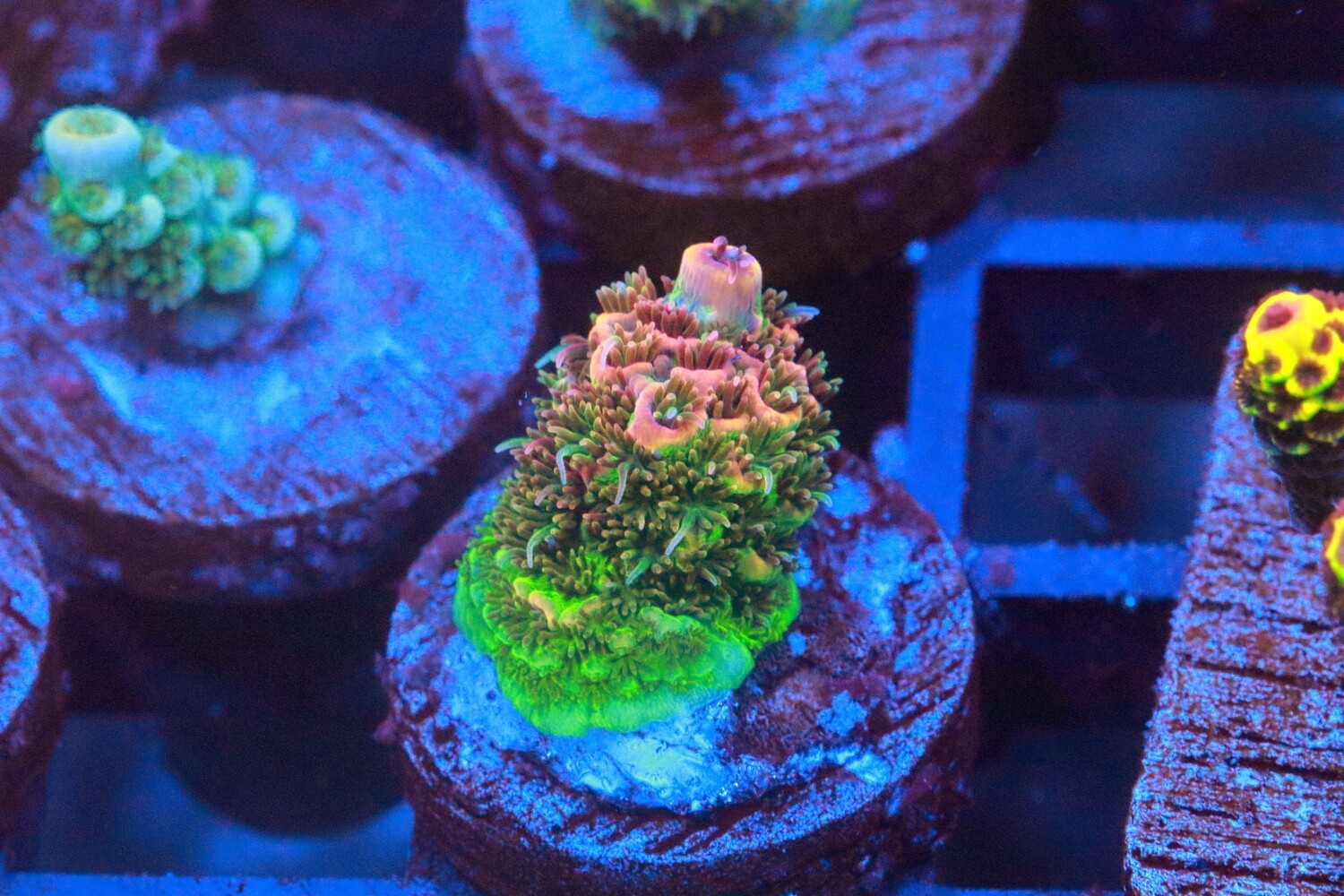 Ultra Millepora (Acropora) WYSIWYG