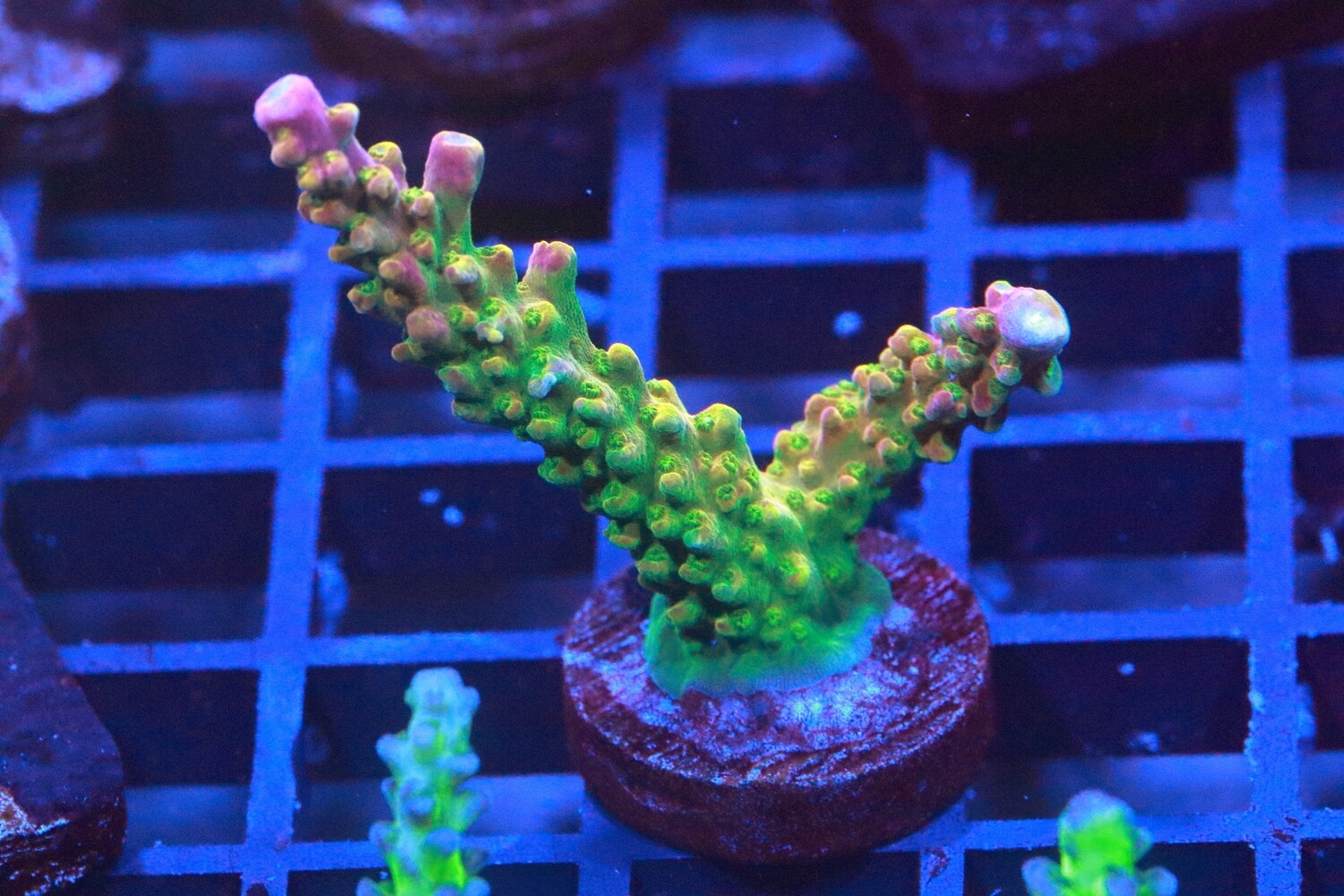 Rainbow Loom Large frag WYSIWYG