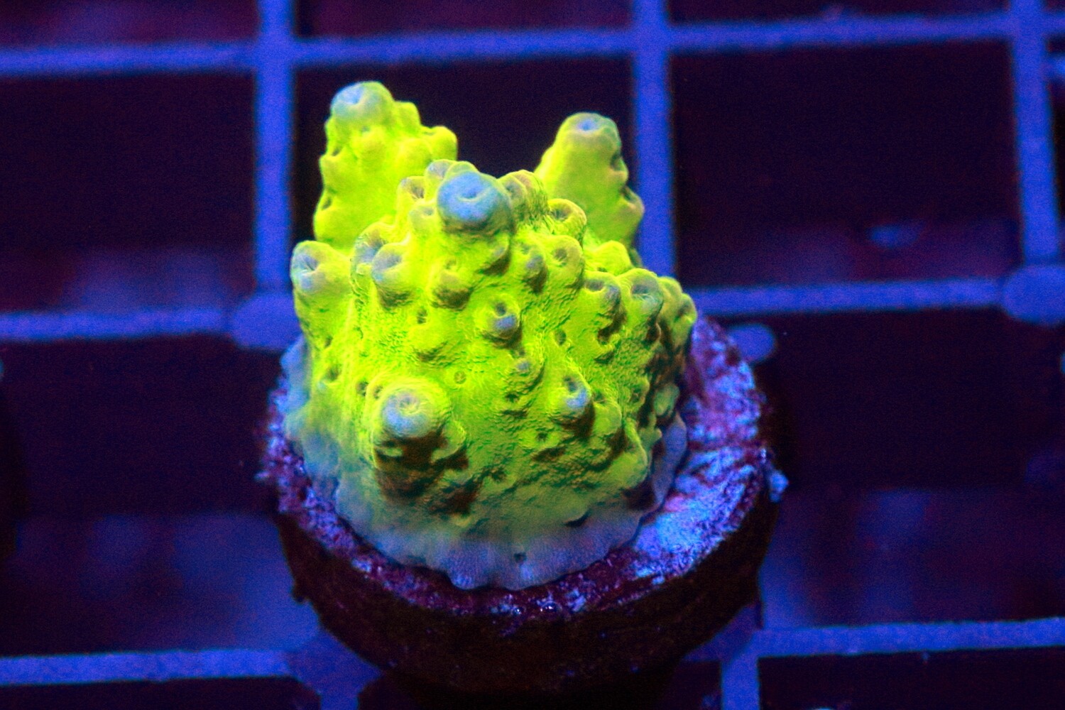 Creamsicle Acro WYSIWYG