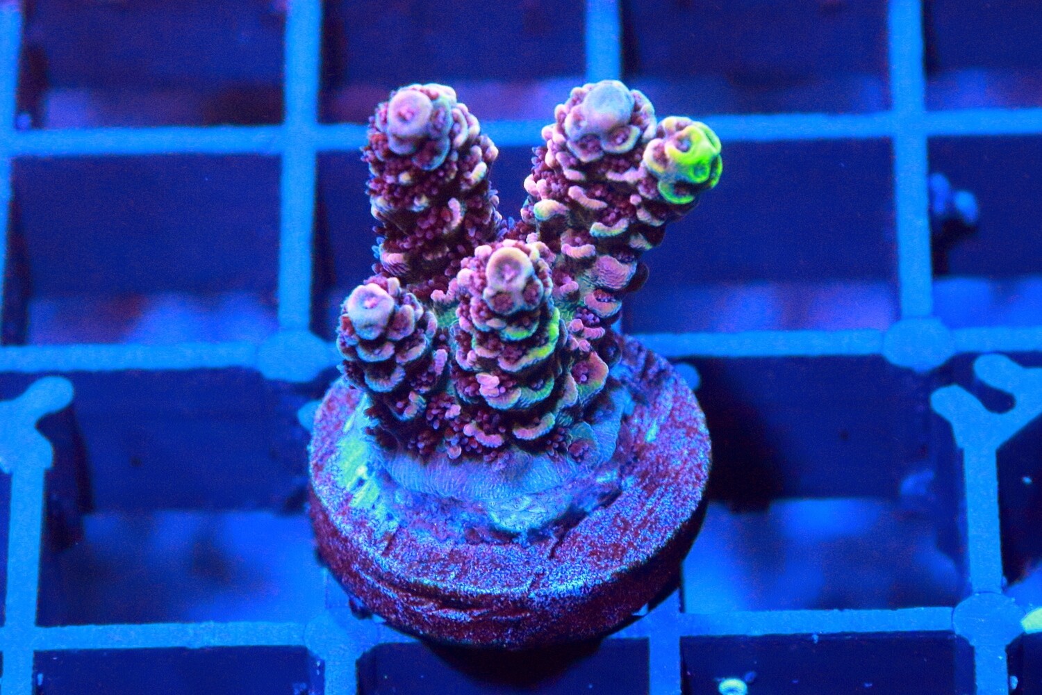 Red Planet Acropora WYSIWYG