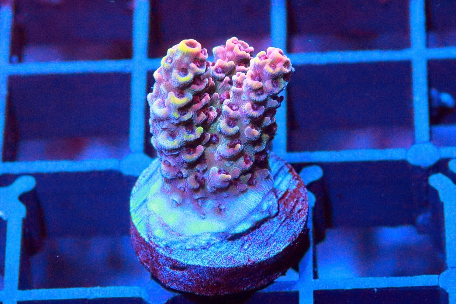 Red Planet Acropora WYSIWYG