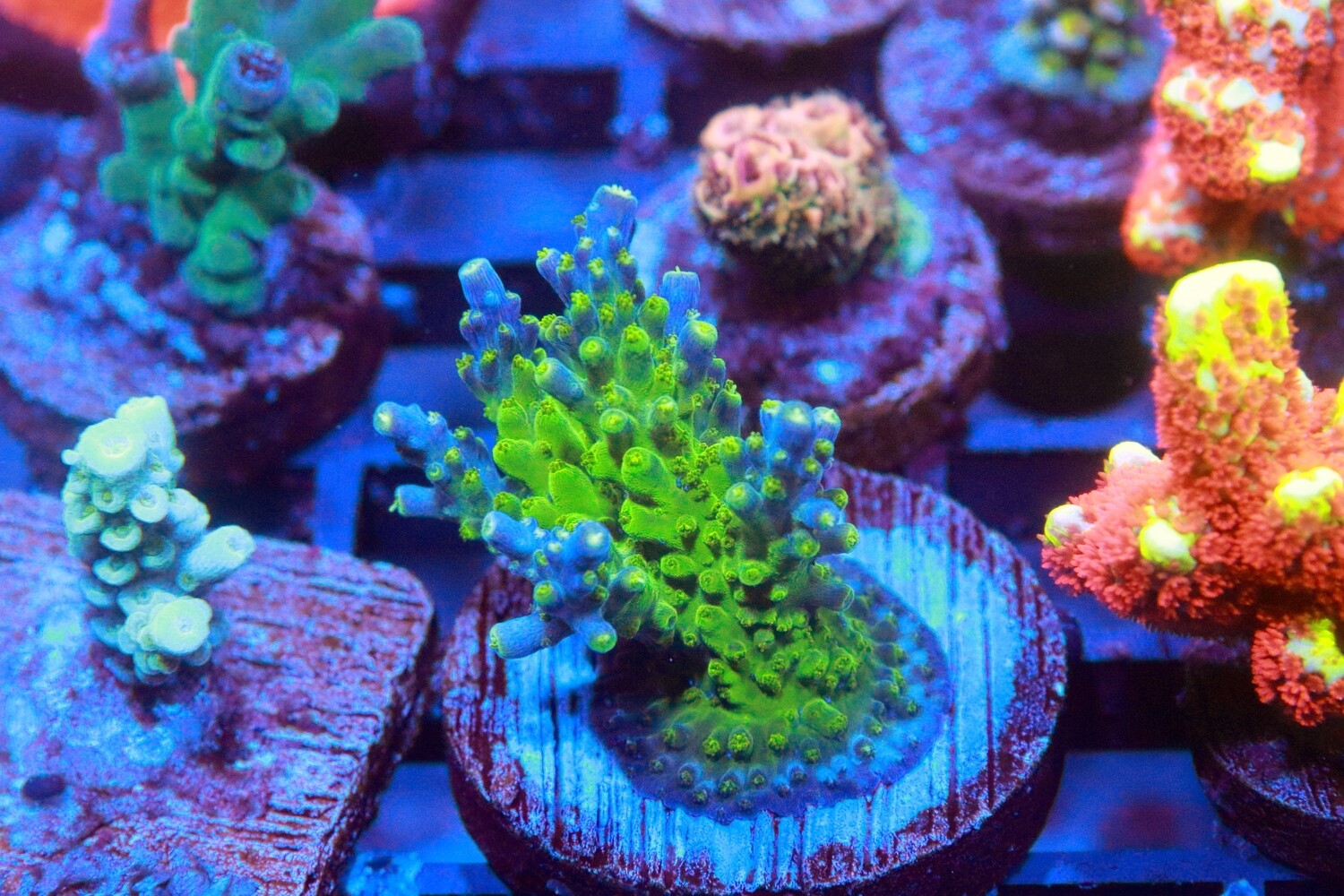 Black Sabbath Acropora WYSIWYG