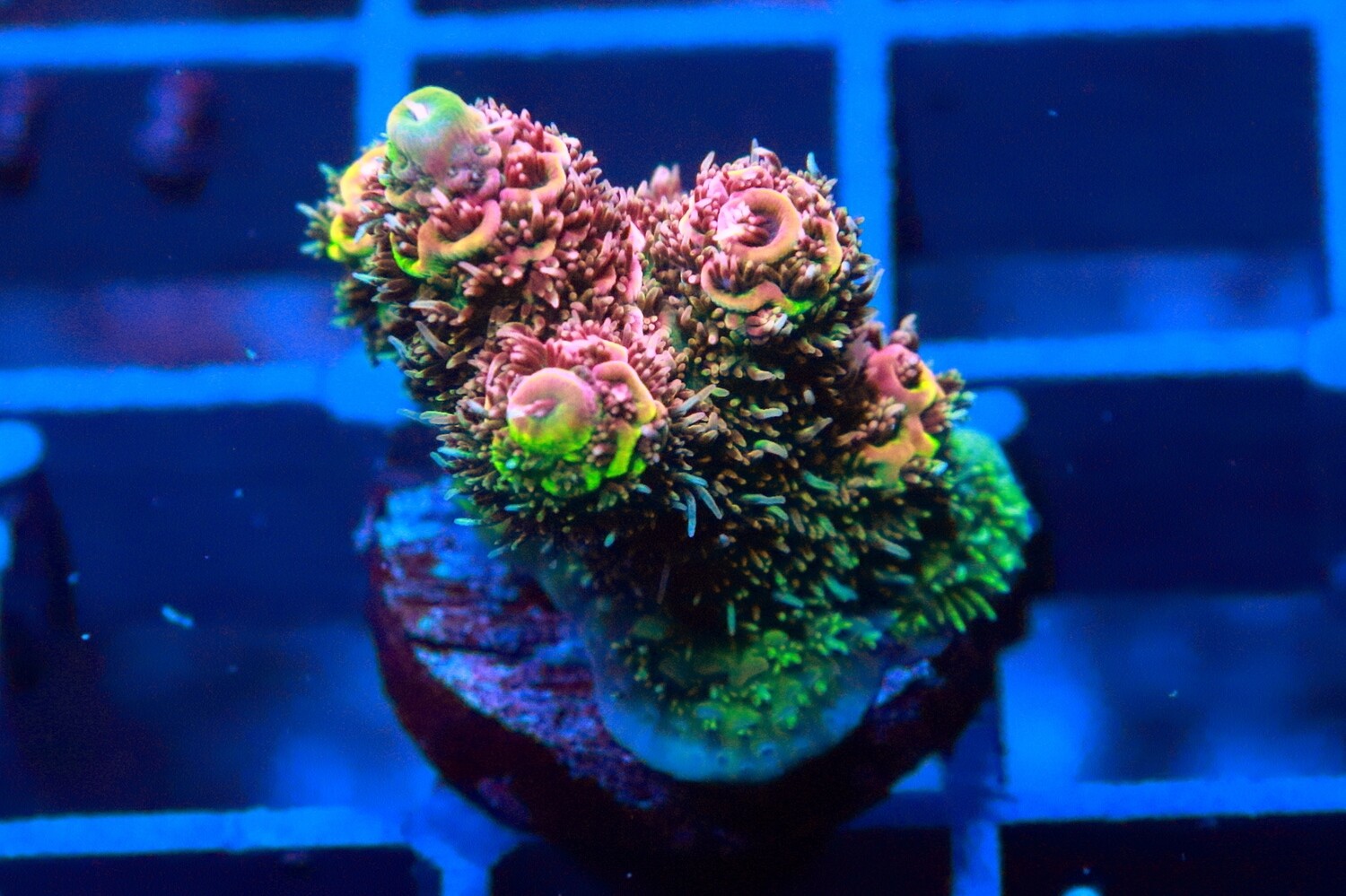 Rainbow Millepora (Acropora) WYSIWYG