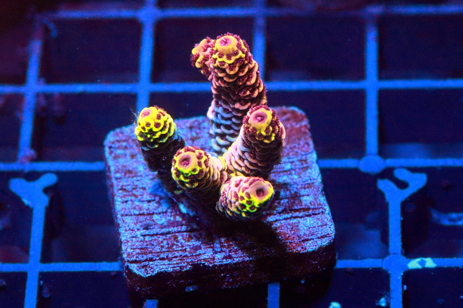 Conquistador Milli (Acropora) WYSIWYG