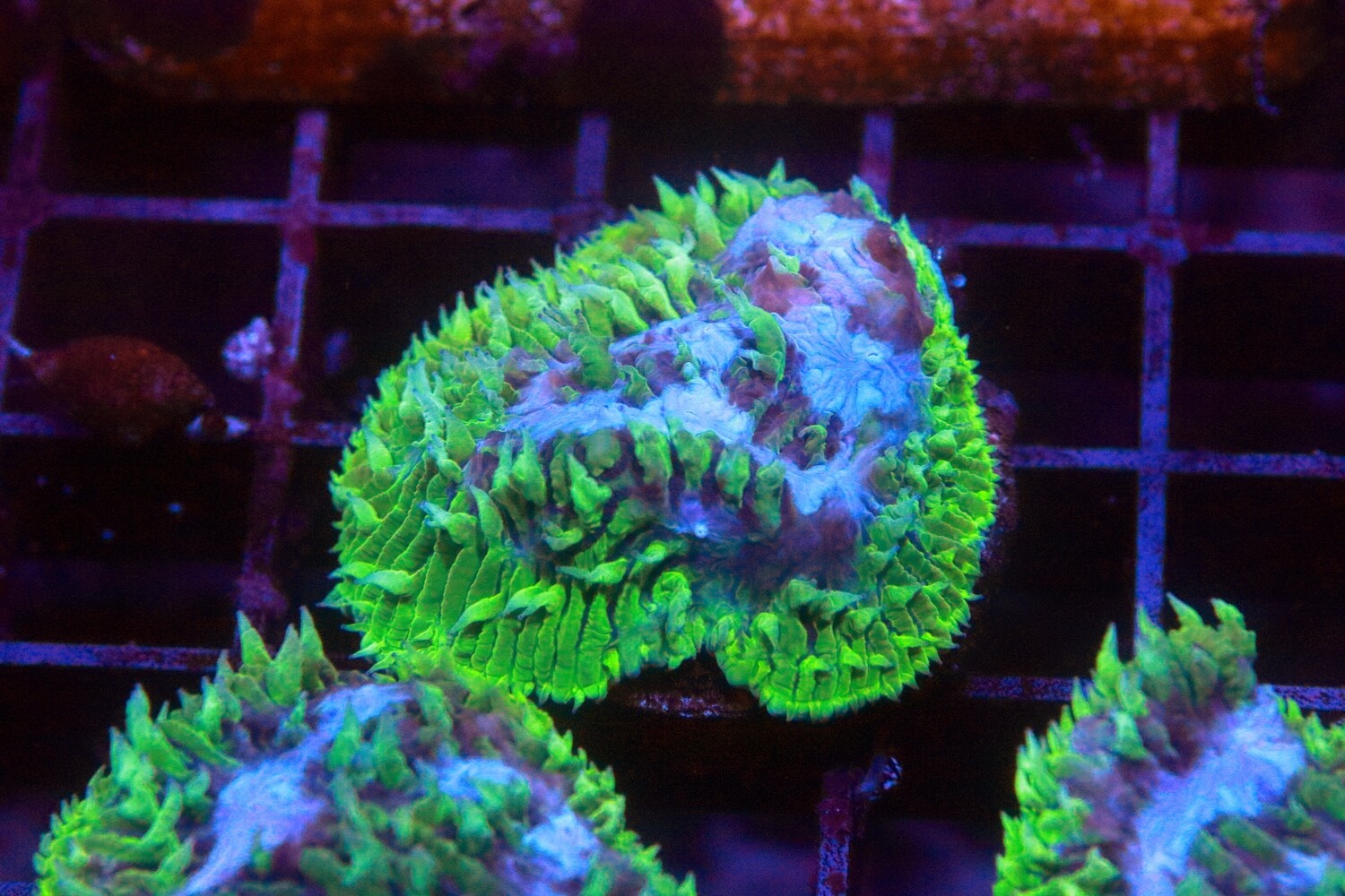 Aqua Lithophyllon