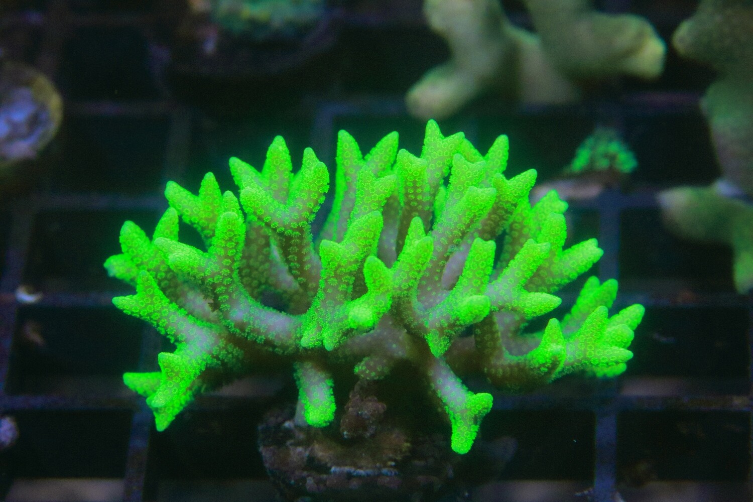Yellow Aussie Seriatopora Caliendrum. Small Colony/Large frag WYSIWYG