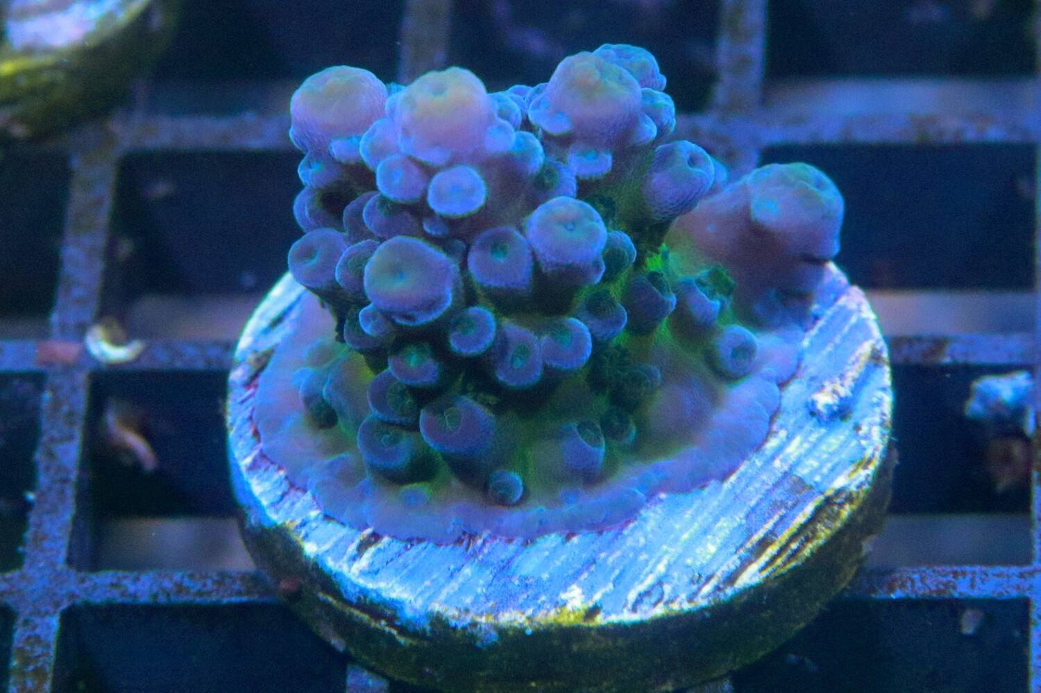 Blue Acropora Austera - S/M size