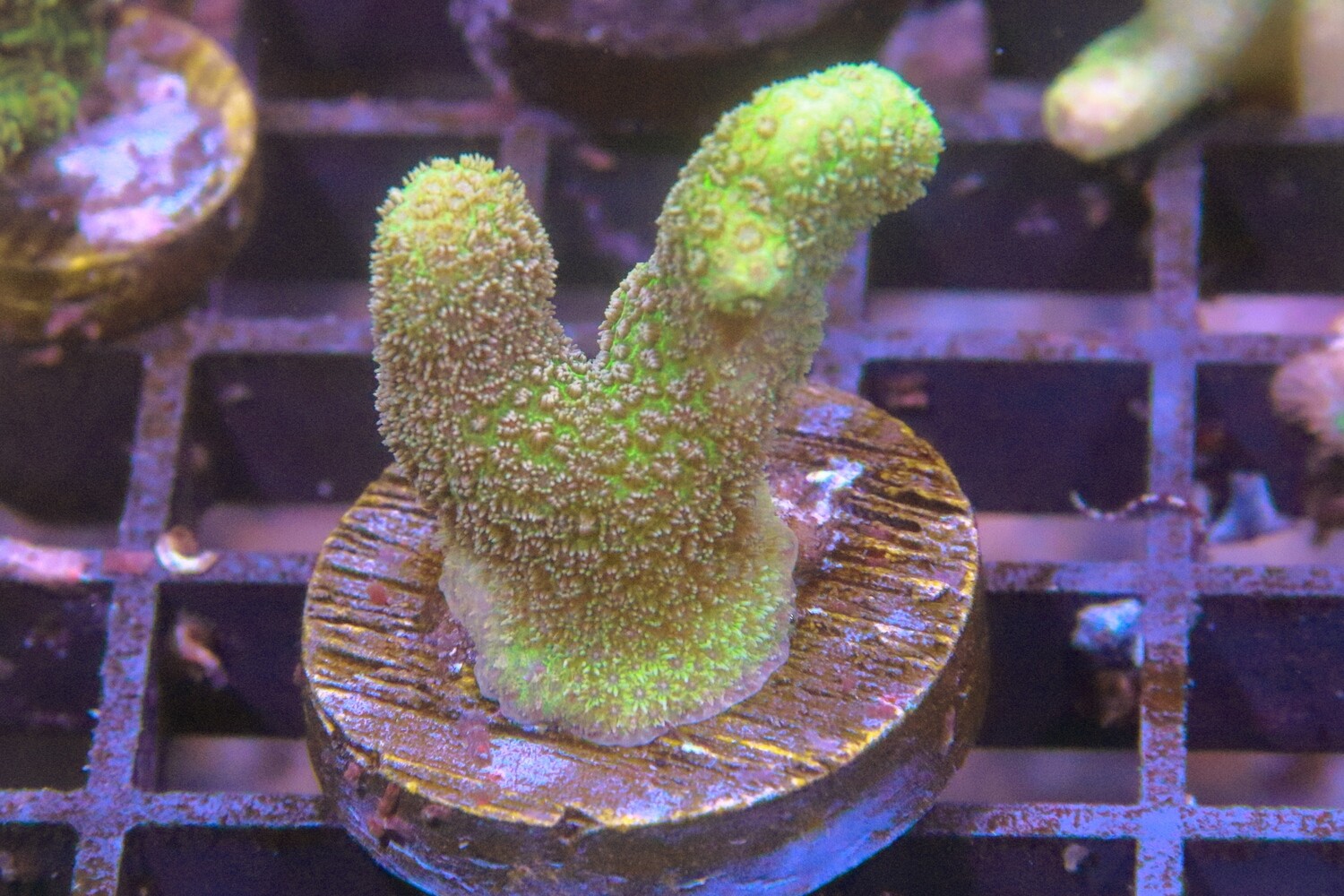 Bright Yellow Porites Cylindrica