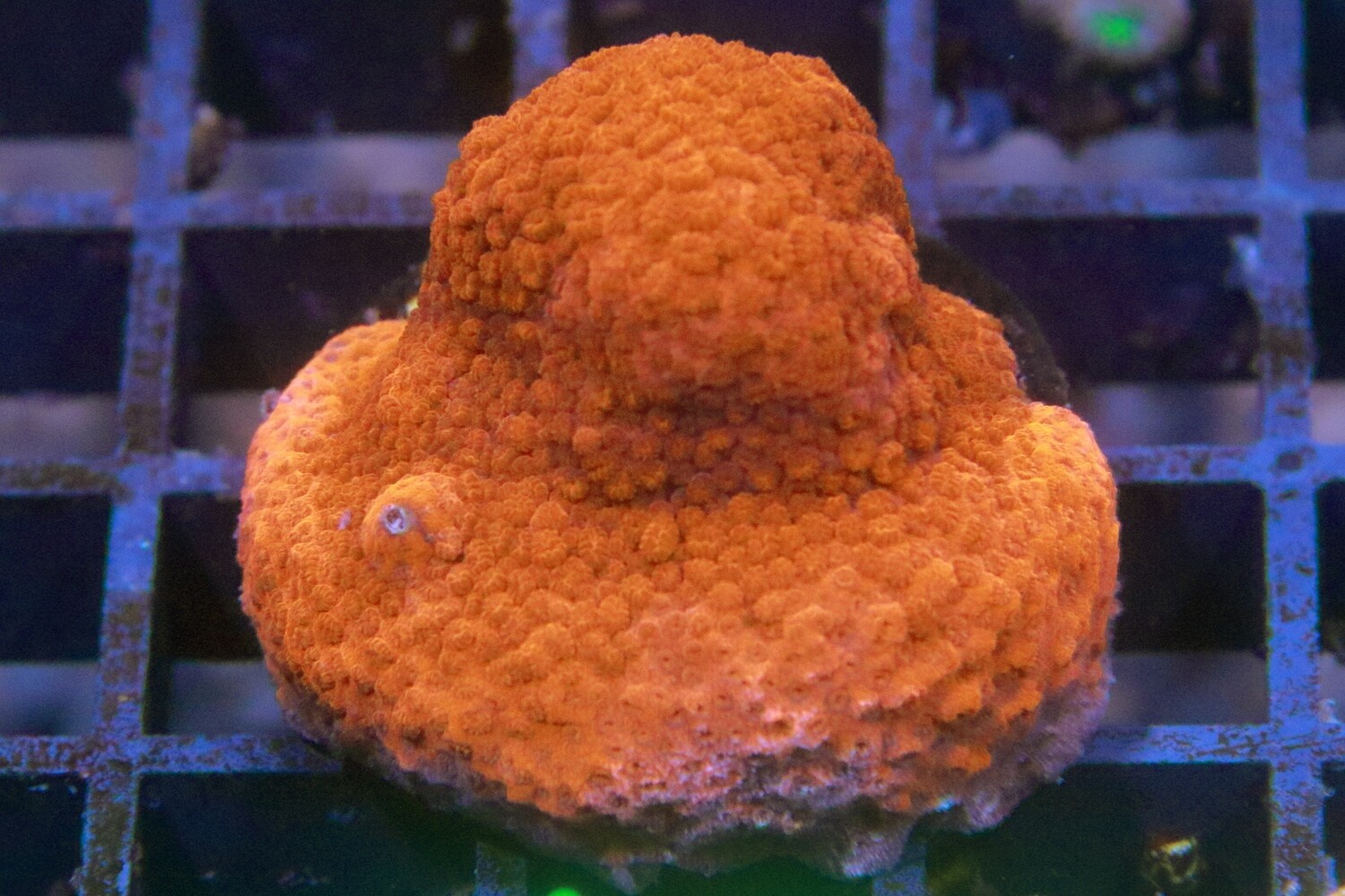 Orange Montipora Veruccosa  WYSIWYG