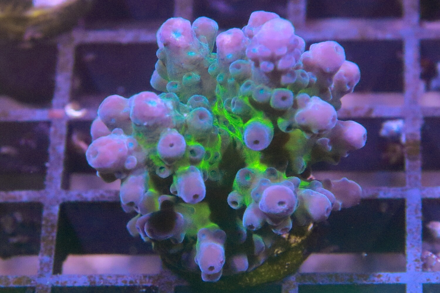 Blue Acropora Austera - M/L size