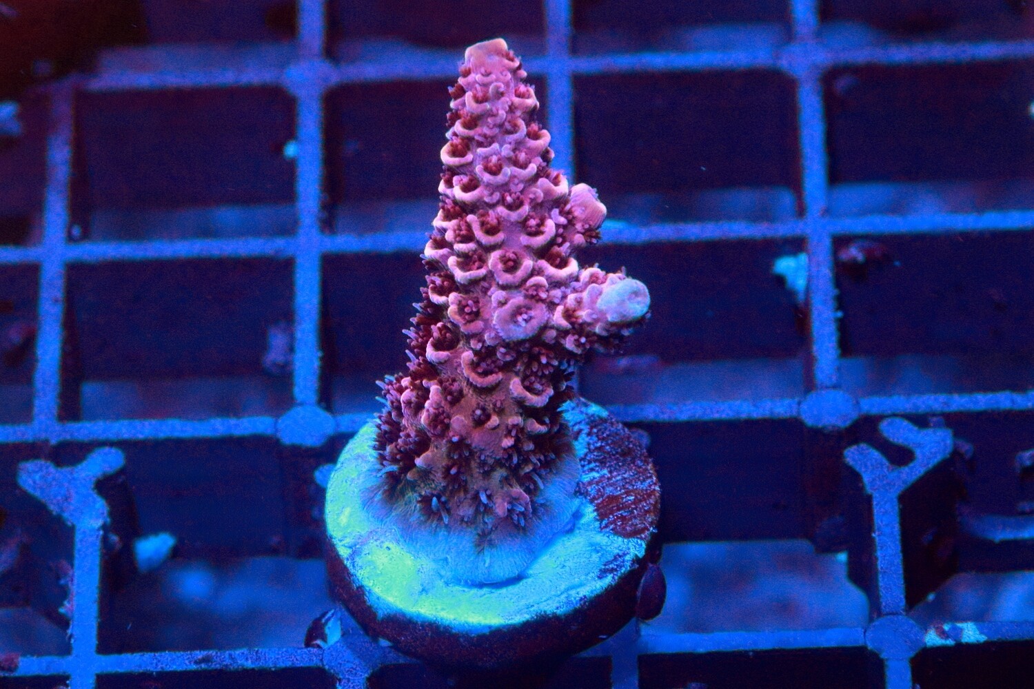 Red Planet Acropora WYSIWYG