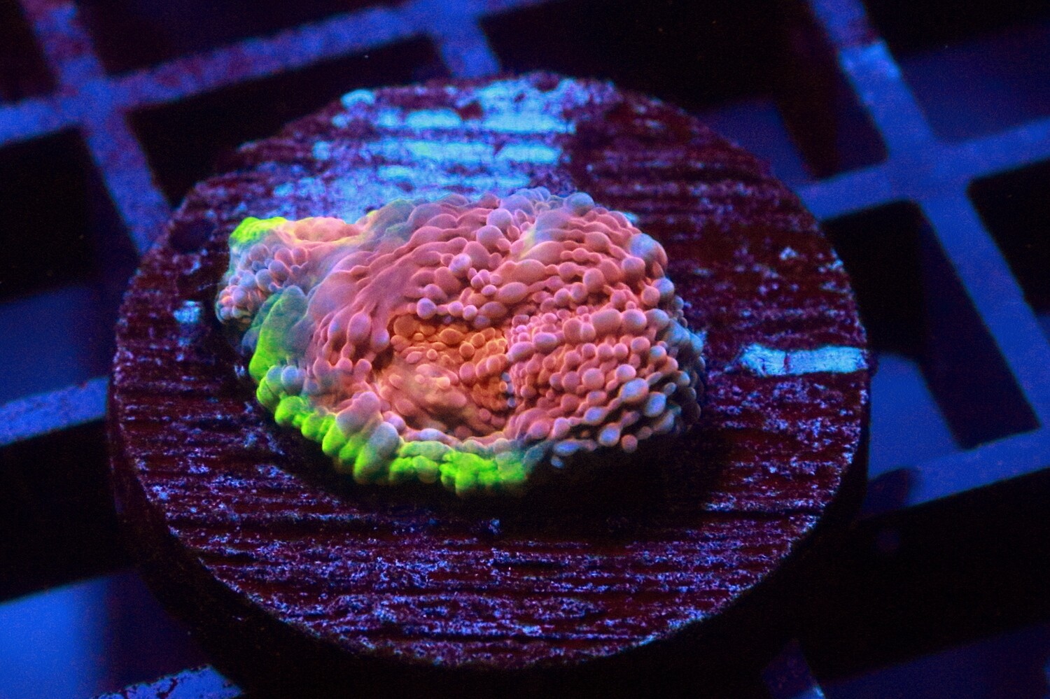 Orange Echinata (Acan)