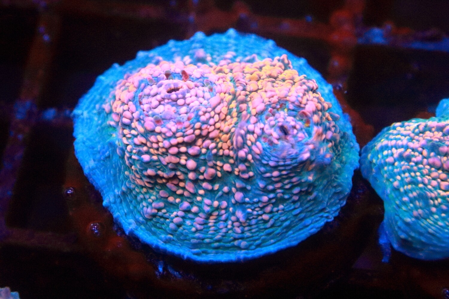 Fist Full of Dollars chalice - Good size frag
