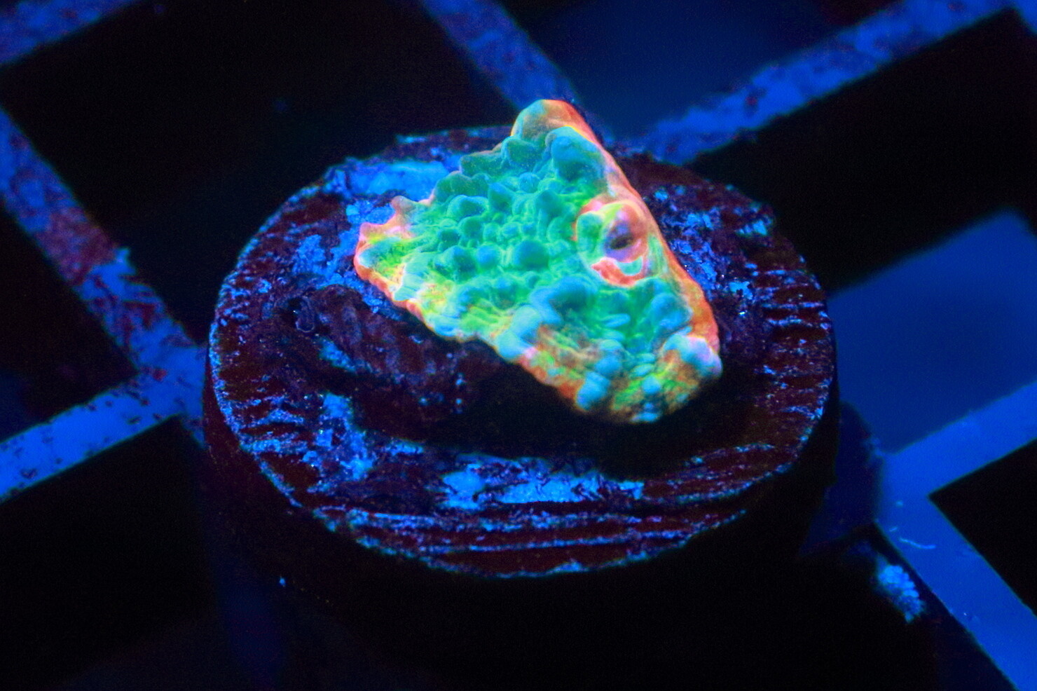 Orange rim Afterburner chalice - WYSIWYG