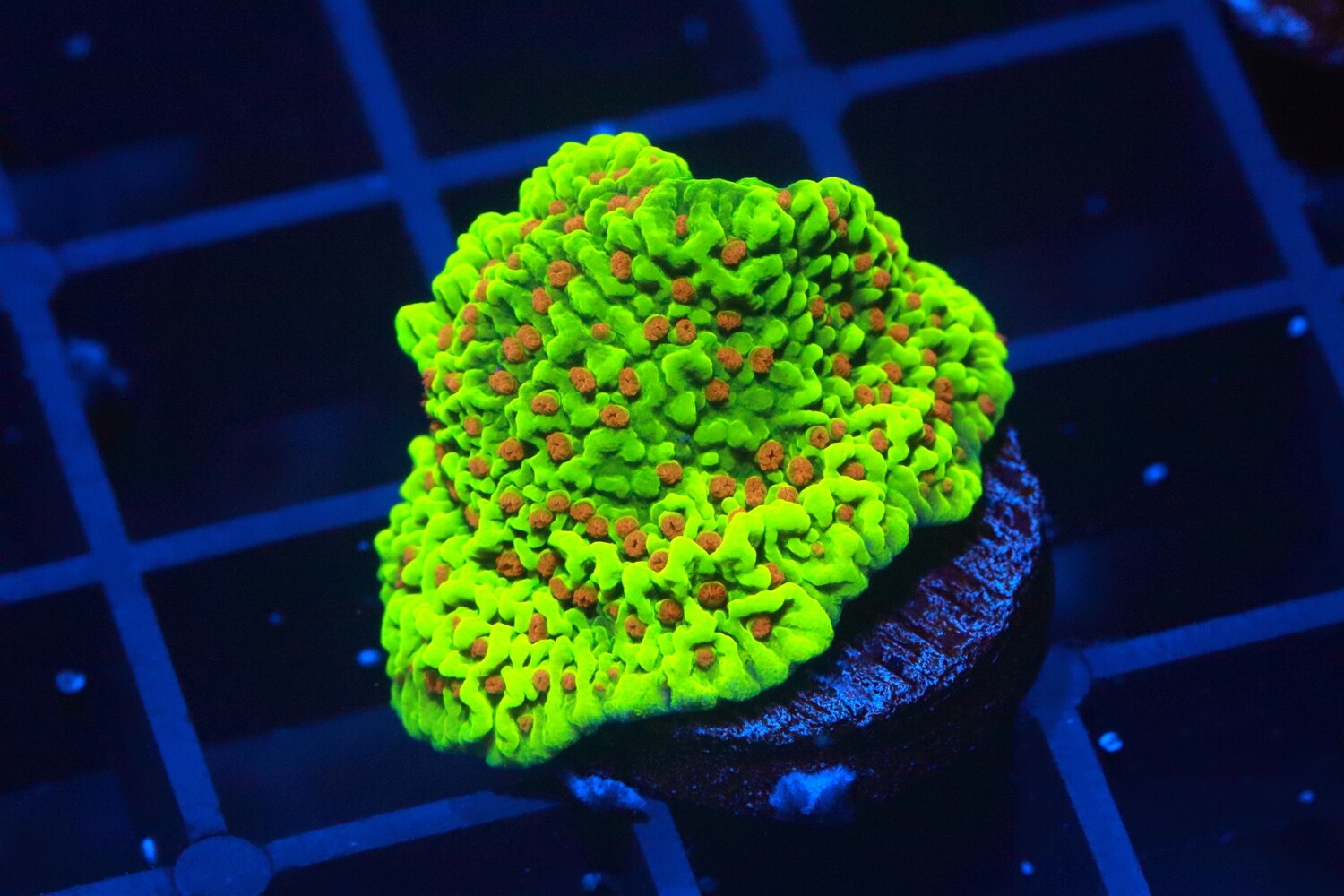 Chilli pepper Montipora WYSIWYG
