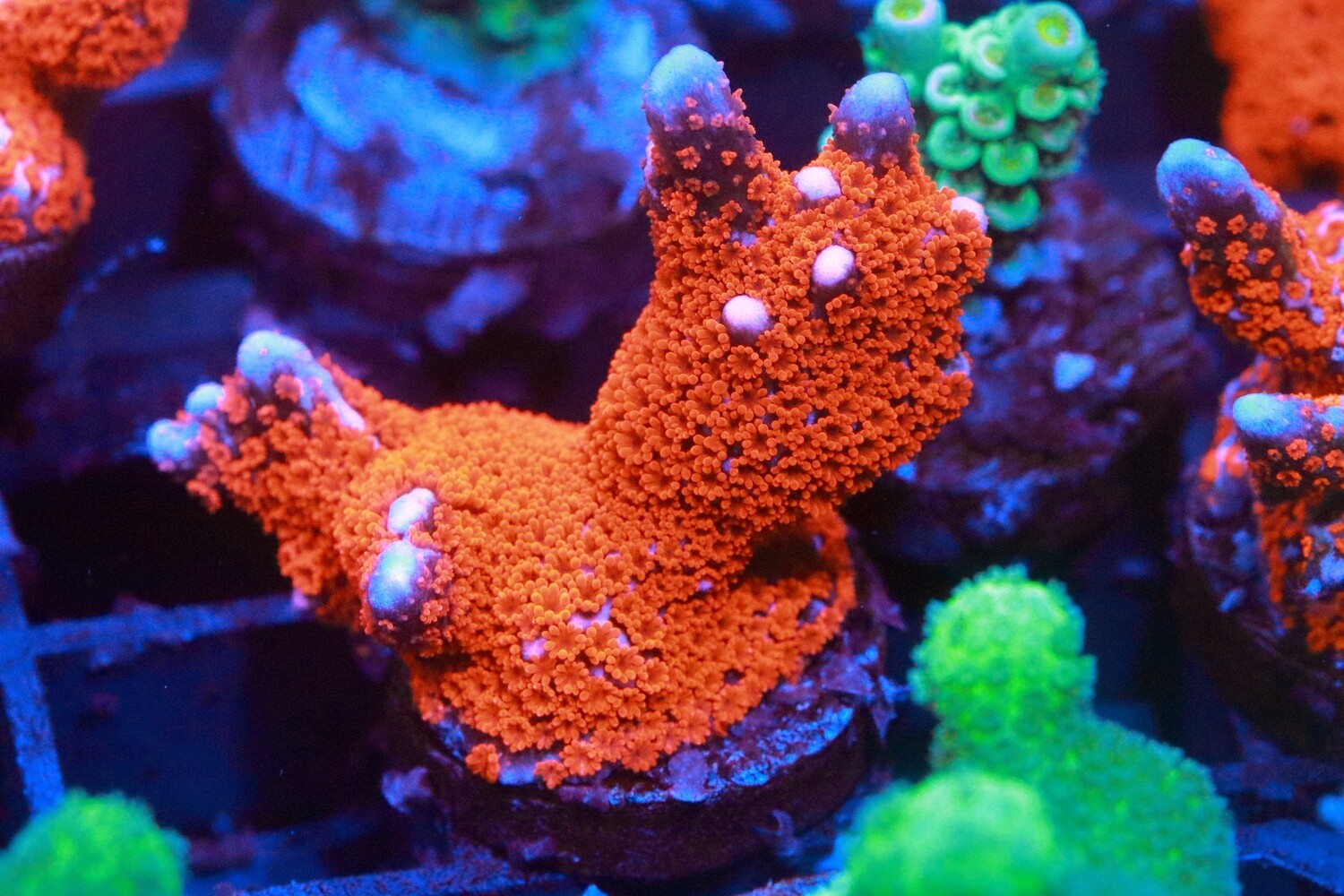 Red Montipora digitata WYSIWYG