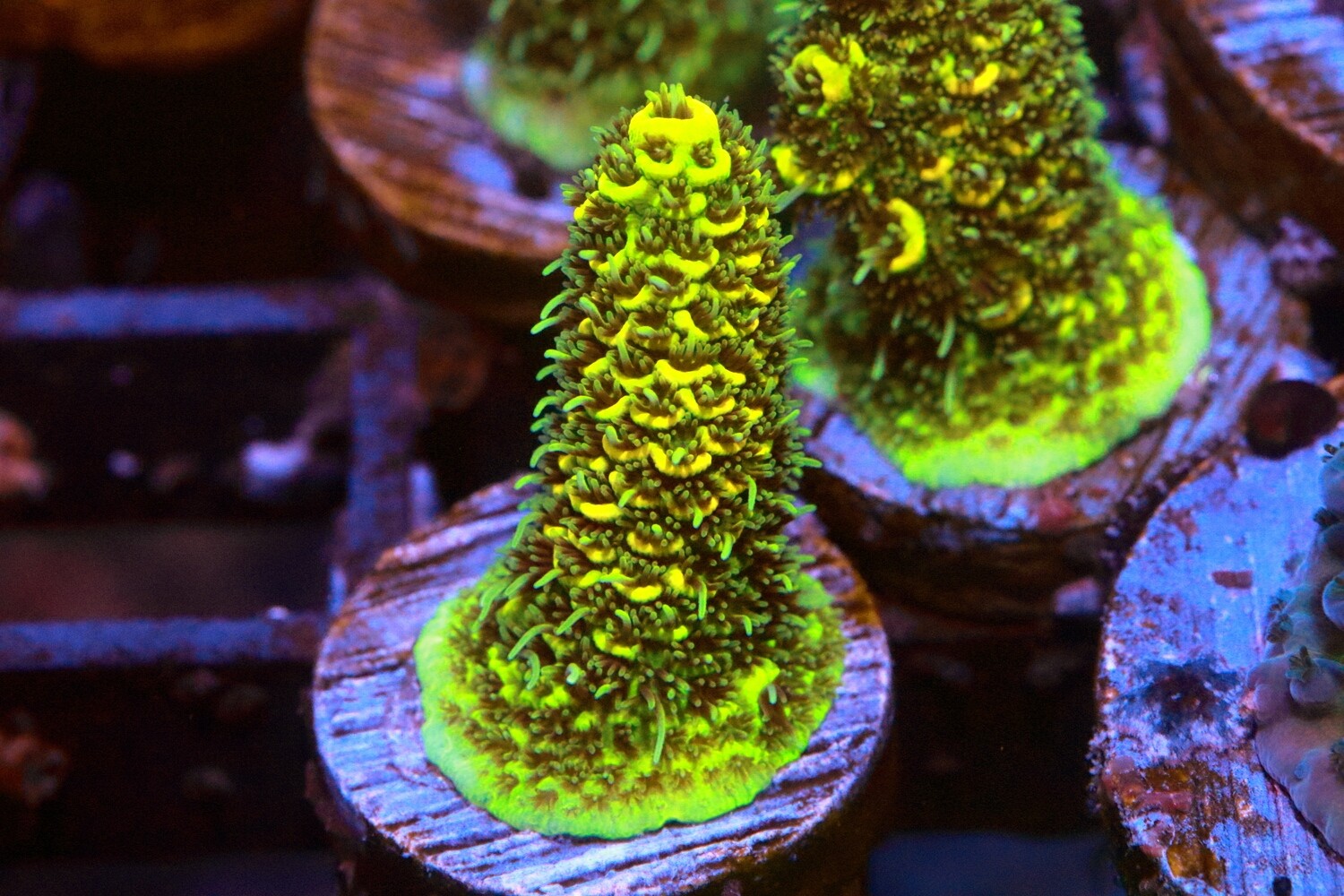 Small Yellow Acropora Millepora