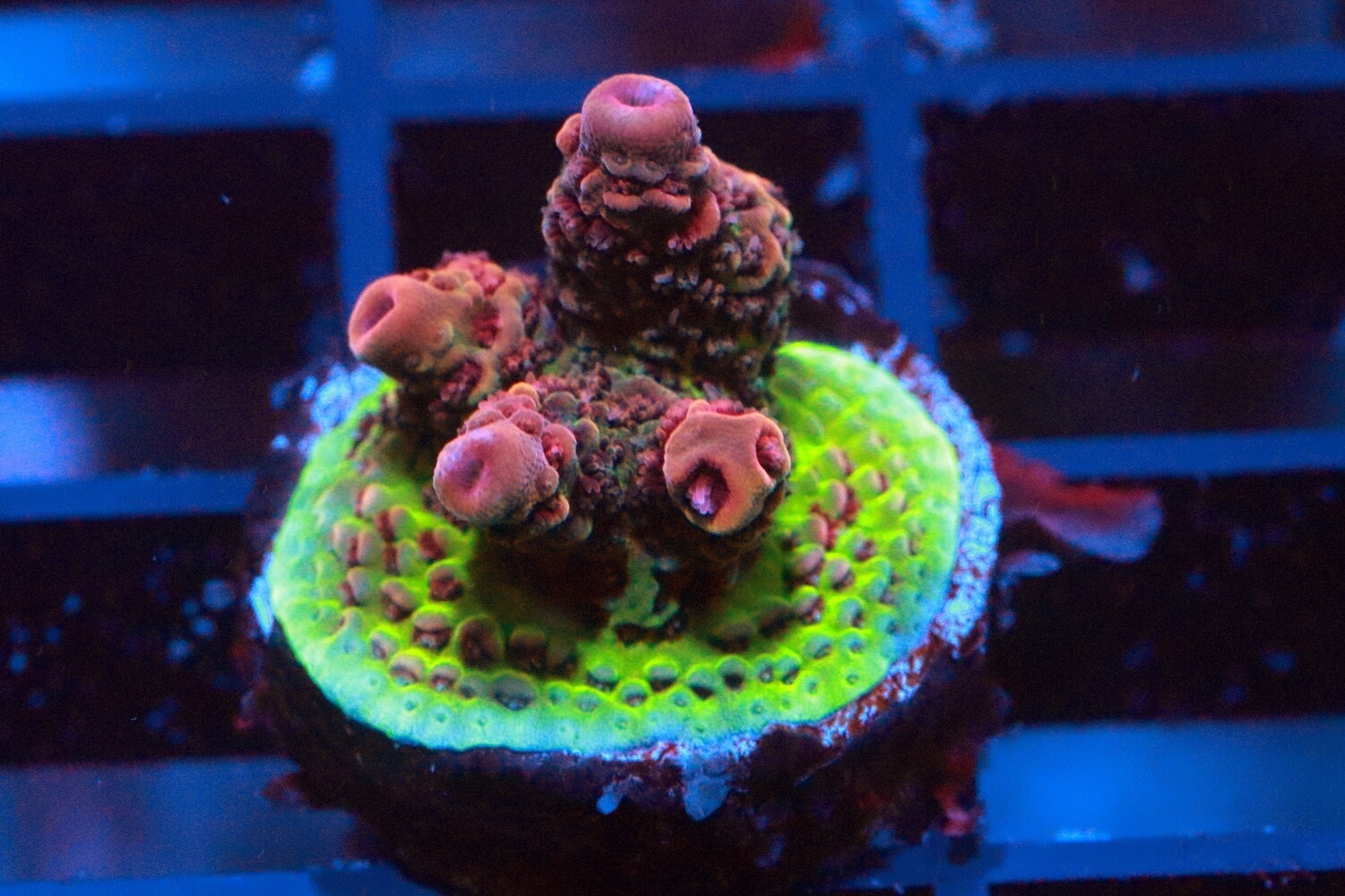 Red Acropora  WYSIWYG