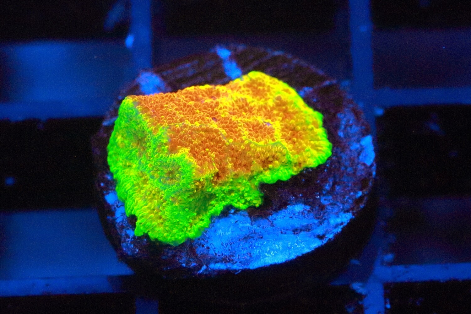 Electric Watermelon Psammocora