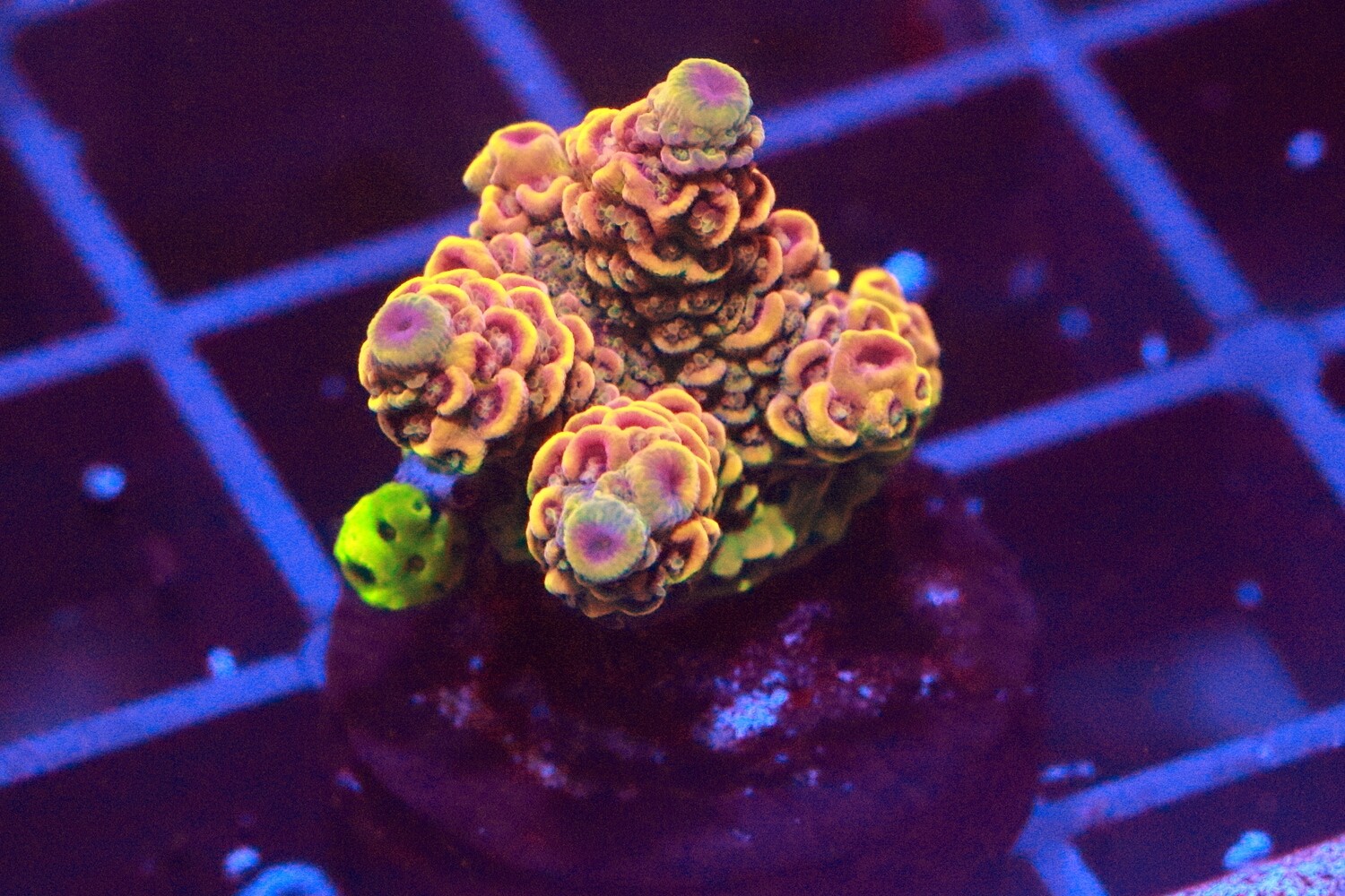 Purple tip milli WYSIWYG