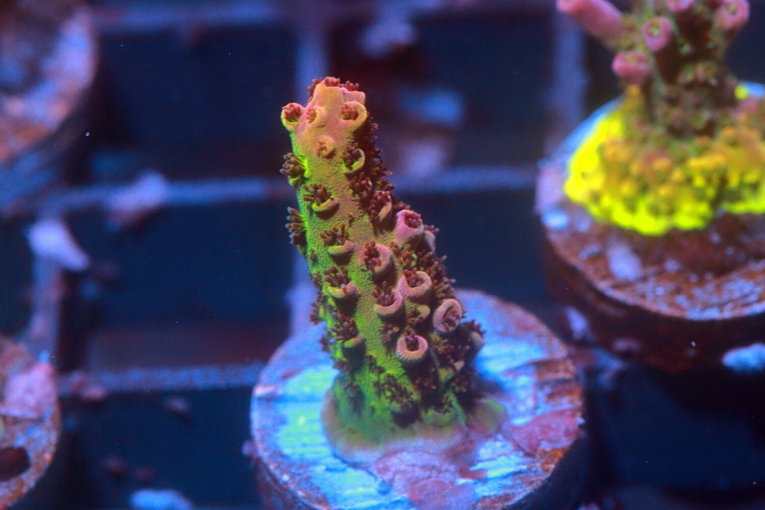 Pinky Perky  Acropora WYSIWYG