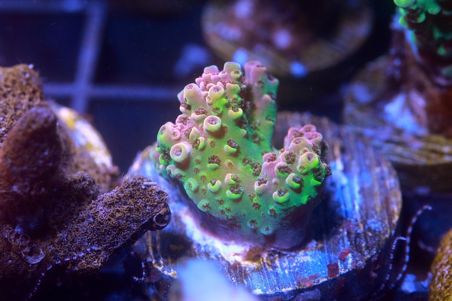 Pinky Perky  Acropora WYSIWYG