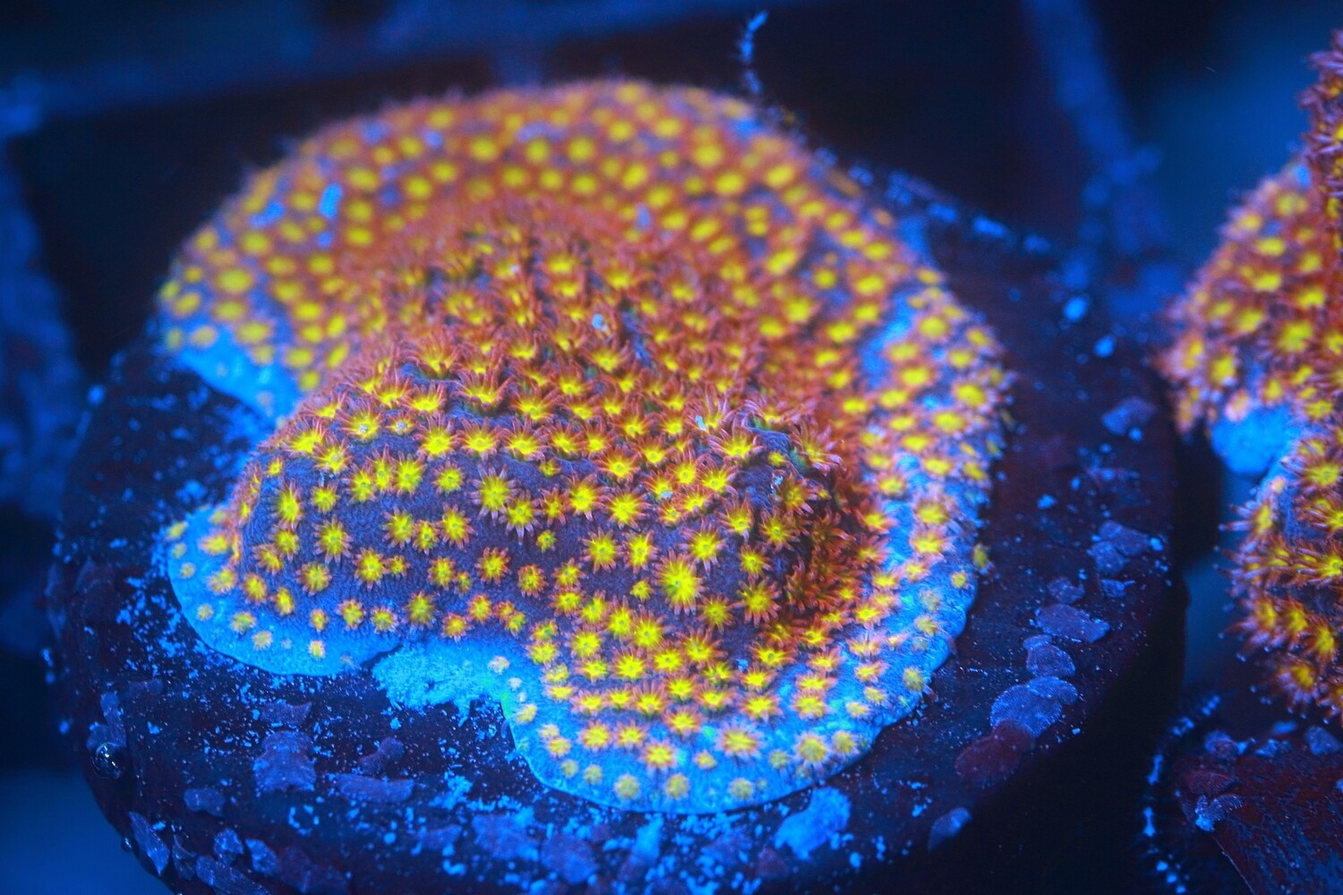 Firestorm Stylocoeniella