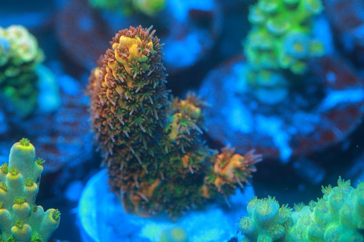Orange Millepora - WYSIWYG